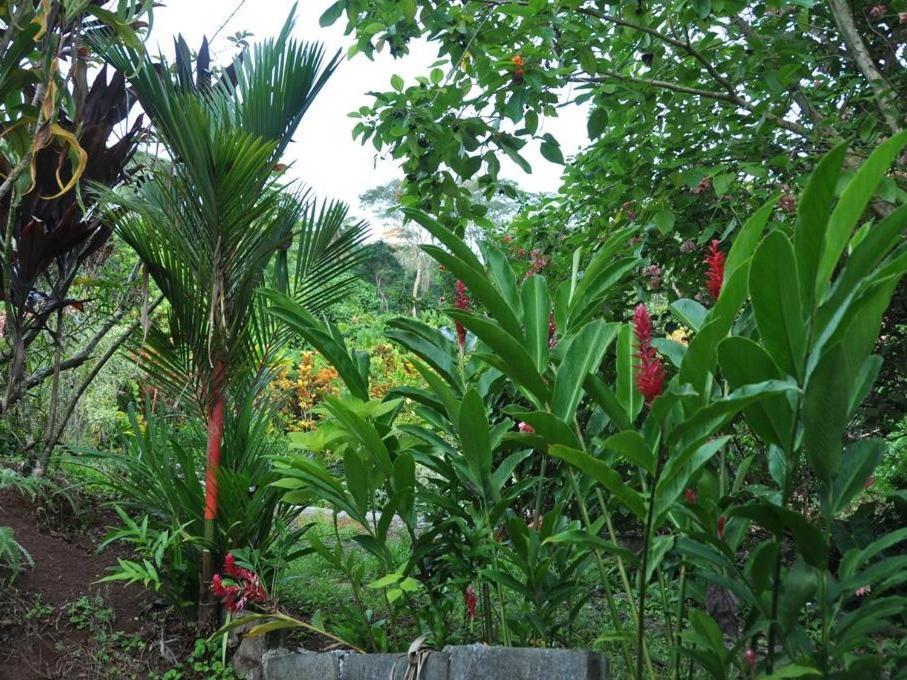 Pension Temaeva Villa Opoa Luaran gambar